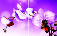 Орхидея Фиолет